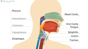 Throat Cancer